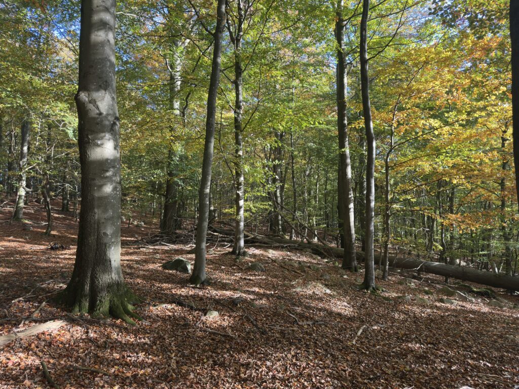 Bild från Stenebo